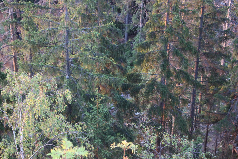 Fotka 07_25_svitani/img_8358.jpg