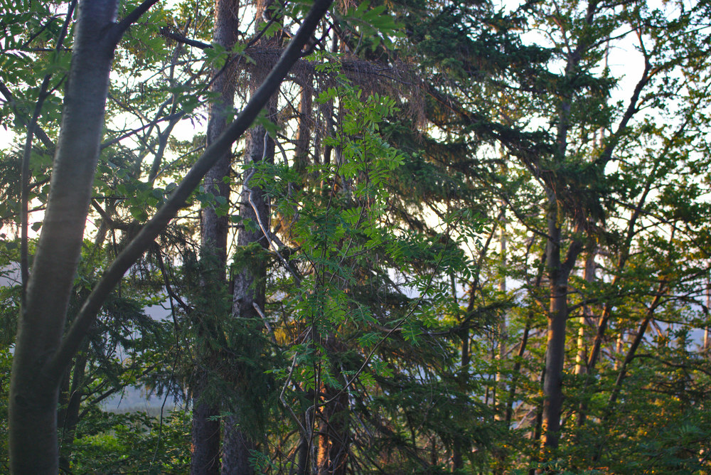 Fotka 07_25_svitani/img_9315.jpg